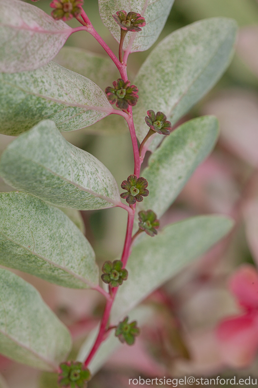 ice cream plant